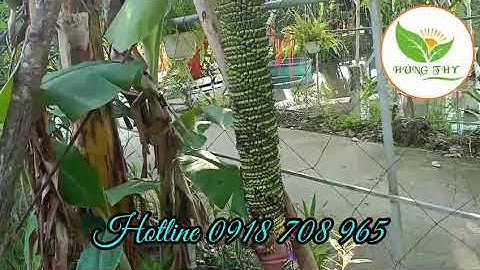 CÂY CHUỐI 100 NẢI 💥💥💥☎️0918708965