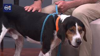 Pet of the Week: Herschel the hound dog