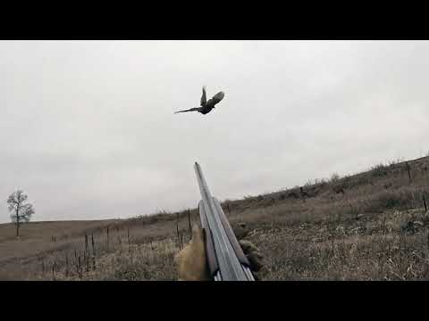 IOWA Pheasant and Quail Hunting Over Fine Bird Dogs