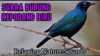 Suara Burung Kepodang Biru