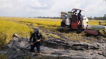 máy cắt lúa YANMAR kiếm đường giải cứu máy yanmar 850 lầy