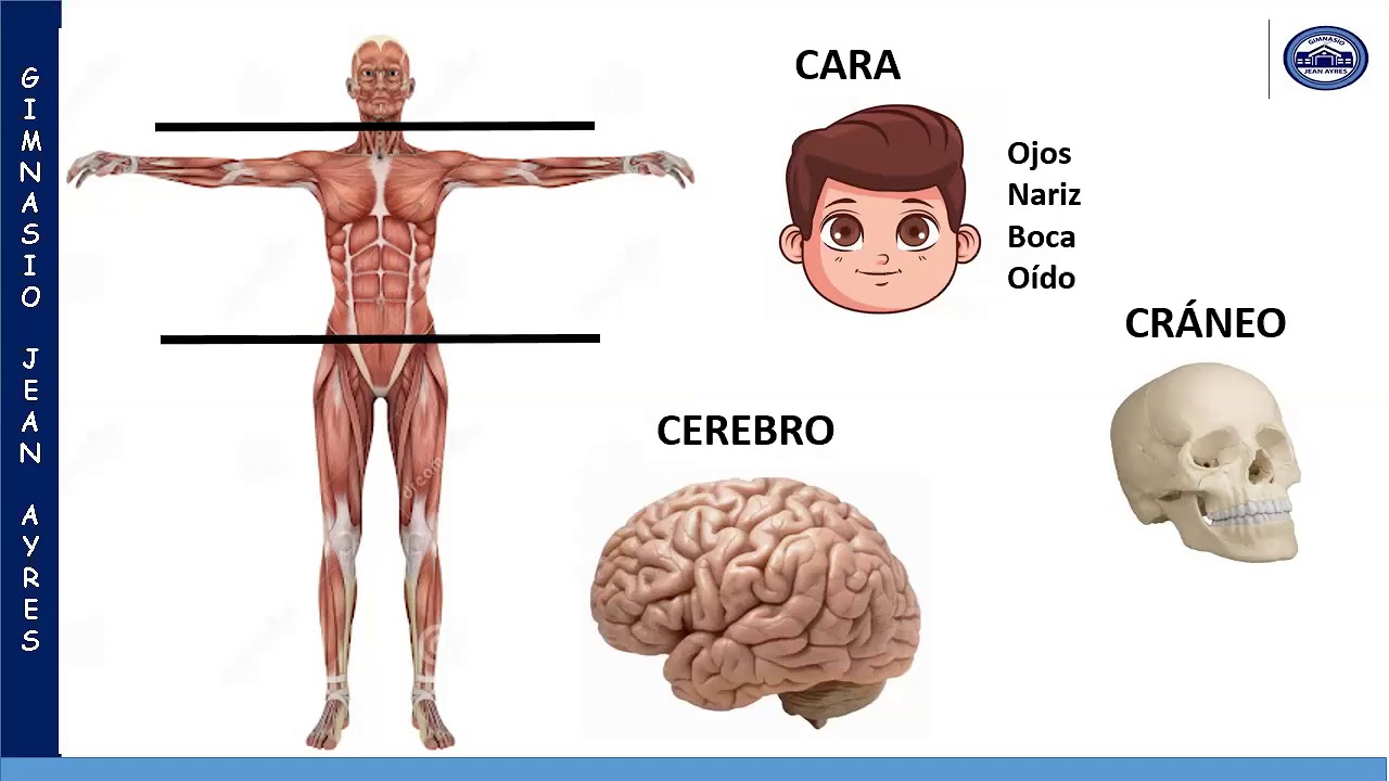 Para que sirve el sodio en el cuerpo humano