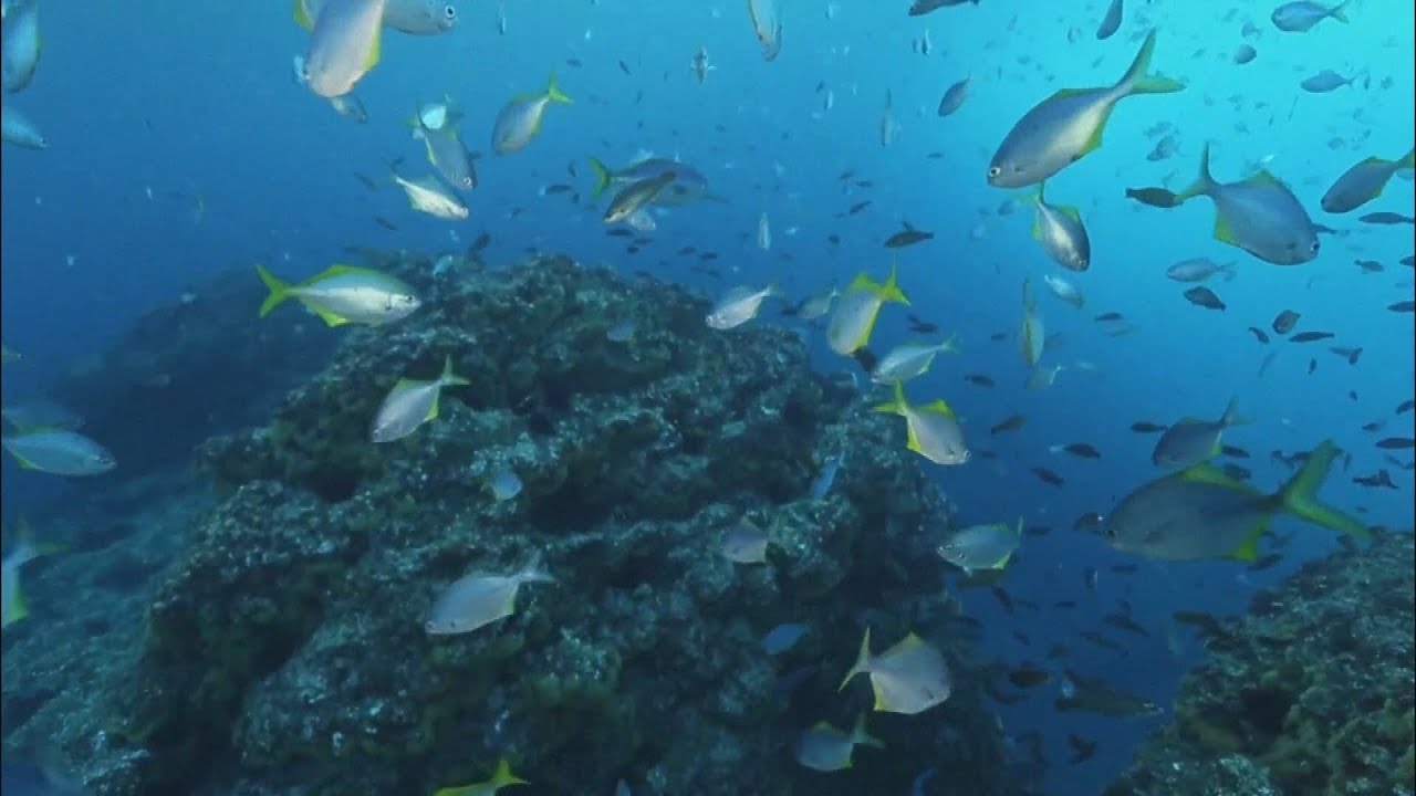 A “conservative” island off the Chilean coast named after Robinson Crusoe
