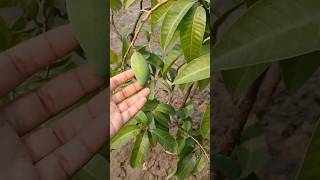 Mangoes Are Almost Ready