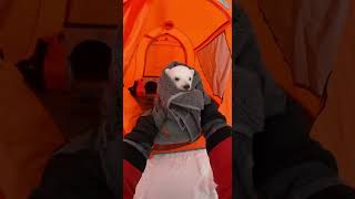 Медвежонок спасался от косатки и прыгнул к людям 🐻❄️