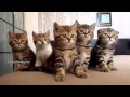 Cute pussy cats