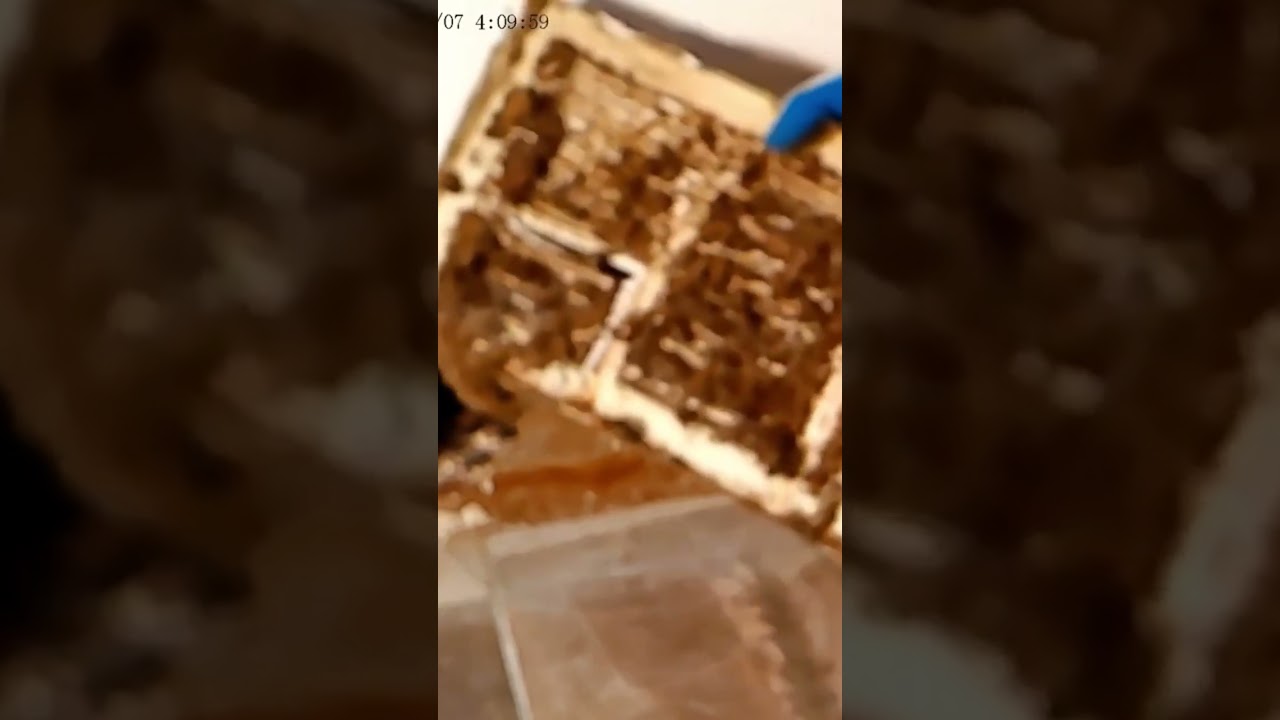 SketchUp Plugin For SQL Server Reporting - YouTube Auto PHP Script