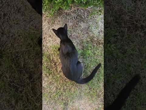 목말랐던 검은 고양이 길냥이🐱 허겁지겁 물마시기
