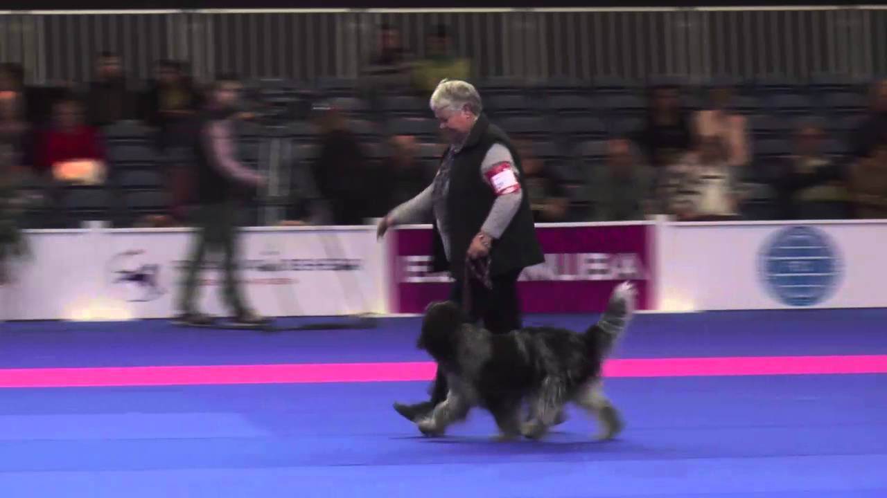 Best Dutch Breeds - Amsterdam Winner Show 2015