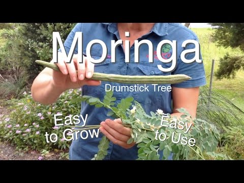 moringa,moringa oleifera,moringa beneficios,cha de moringa,moringa planta,moringa oleifera beneficios,beneficios da moringa,moringa para que serve,arvore da vida,folhas de moringa,moringa oleifera arvore,moringa planta medicinal,o que é moringa