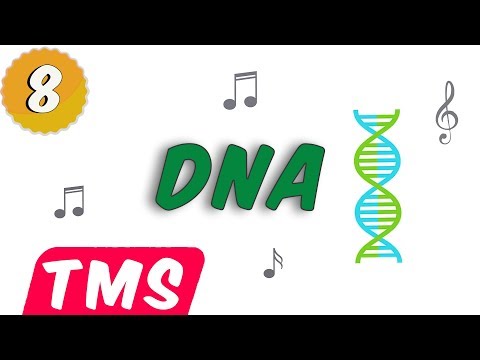 DNA Şarkısı 🎧