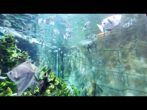 Cá Cao Xạ Pháo 💦 Tập tính săn mồi đặc biệt