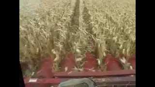 2011 corn harvest St. Thomas MN