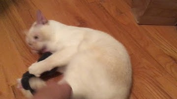 Put Catnip in a sock and this happens.