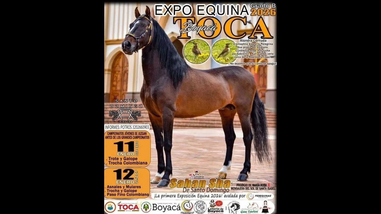 Exposición Equina Grado B - TOCA BOYACÁ 2026 día 2