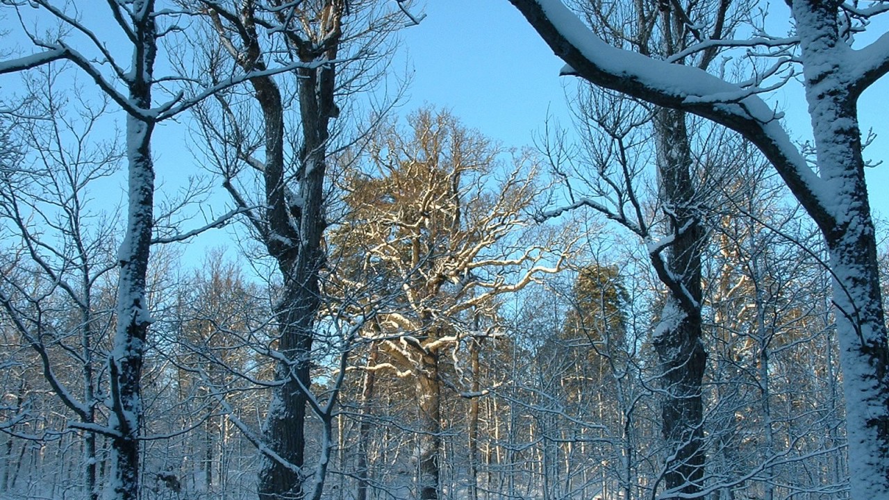 26 Walisische Lieder:  4 `Love without hope` WoO 155/ 4 - Ludwig van Beethoven