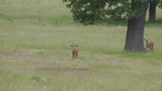 Deer 1
