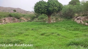 سورة الرحمن للقارئ الشيخ محمد حسين عامر رحمه الله