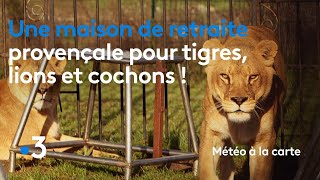 Une maison de retraite provençale pour tigres, lions et cochons ! - Météo à la carte