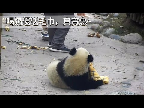 《熊貓早晚安》喝奶還送毛巾，真實惠~ | iPanda
