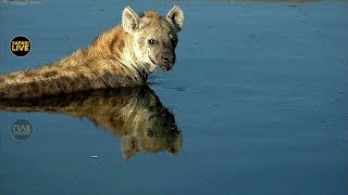 safariLIVE - Sunset Safari - April 13, 2019