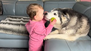 Grumpy Baby Wants To Play Ball! Husky Just Wants To Kiss Her!.