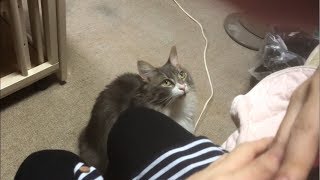 泣いてる赤ちゃんを見つめる猫 ノルウェージャンフォレストキャット Cat catching a crying baby