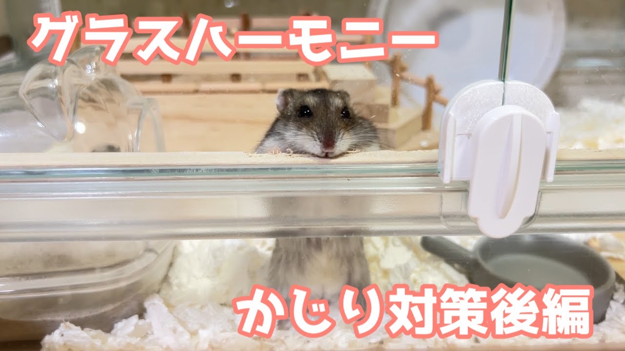 ハムスター ケージ 噛む