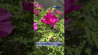 Розпочався сезон цвітіння деревовидних півоній. Краса!
