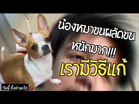 น้องหมาผลัดขนหนักมาก!! เรามีวิธีแก้ - กิ๊งปลดทุกข์ Ep.1