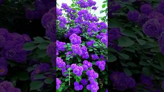 “Spring Rose Garden Tour 🌸 | Most Beautiful Flowers 4K”