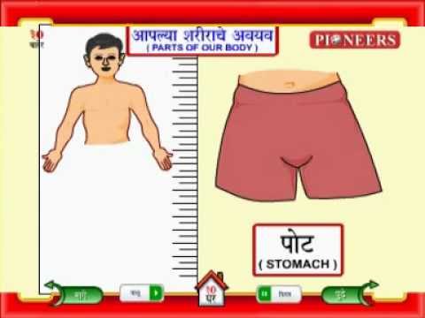 Learn Marathi | Parts of Our Body | अवयव | Pioneers Education - YouTube