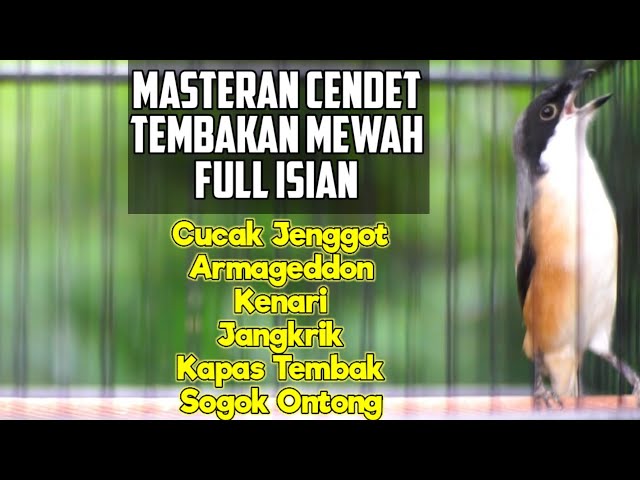 MASTERAN CENDET GACOR MATERI MEWAH MEMANGGIL LAWAN AGAR IKUT BONGKAR ISIAN class=