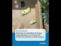 Detectan 2 toneladas de droga impregnadas en cartones de frutas con destino a Países Bajos