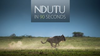 Ndutu in 90 Seconds