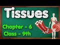 Tissues class 9 science chapter 6 biology part 1 cbse ncert kvs