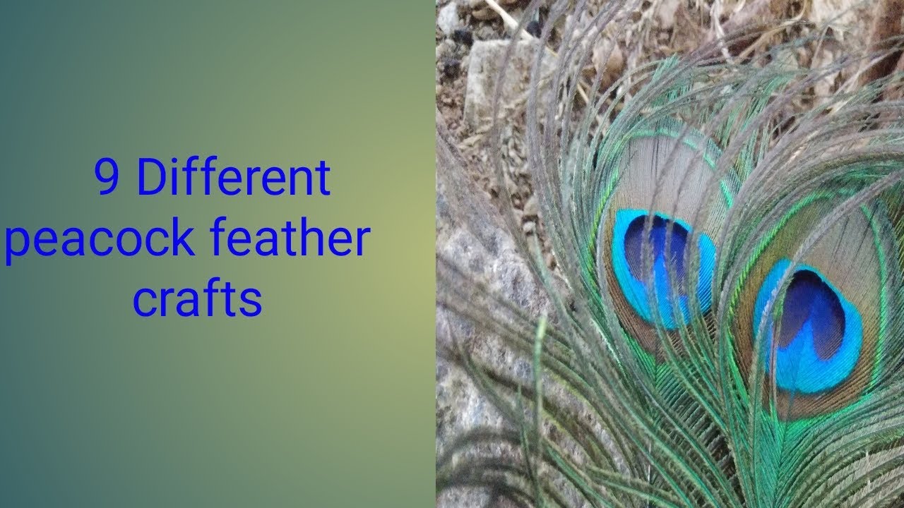 simple peacock feather crafts|wall hanging decor idea with real peacock ...