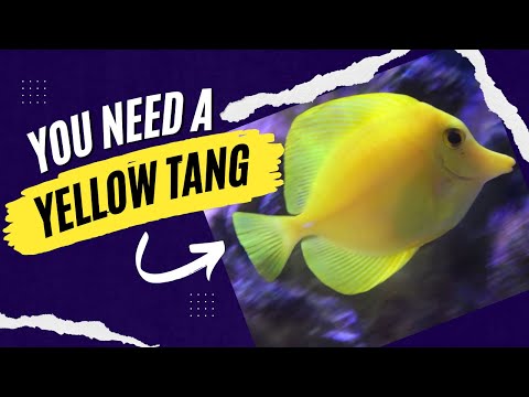 Vídeo: Como cuidar de um Tang amarelo