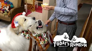 クリスマスなのでオヤツをたくさんもらったルンルンとアランです　Great Pyrenees　グレートピレニーズ
