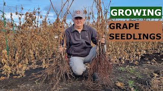 How to Propagate Grapevines from Cuttings