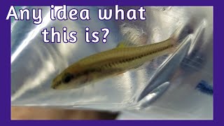 I Got A Mystery Fish From Petco