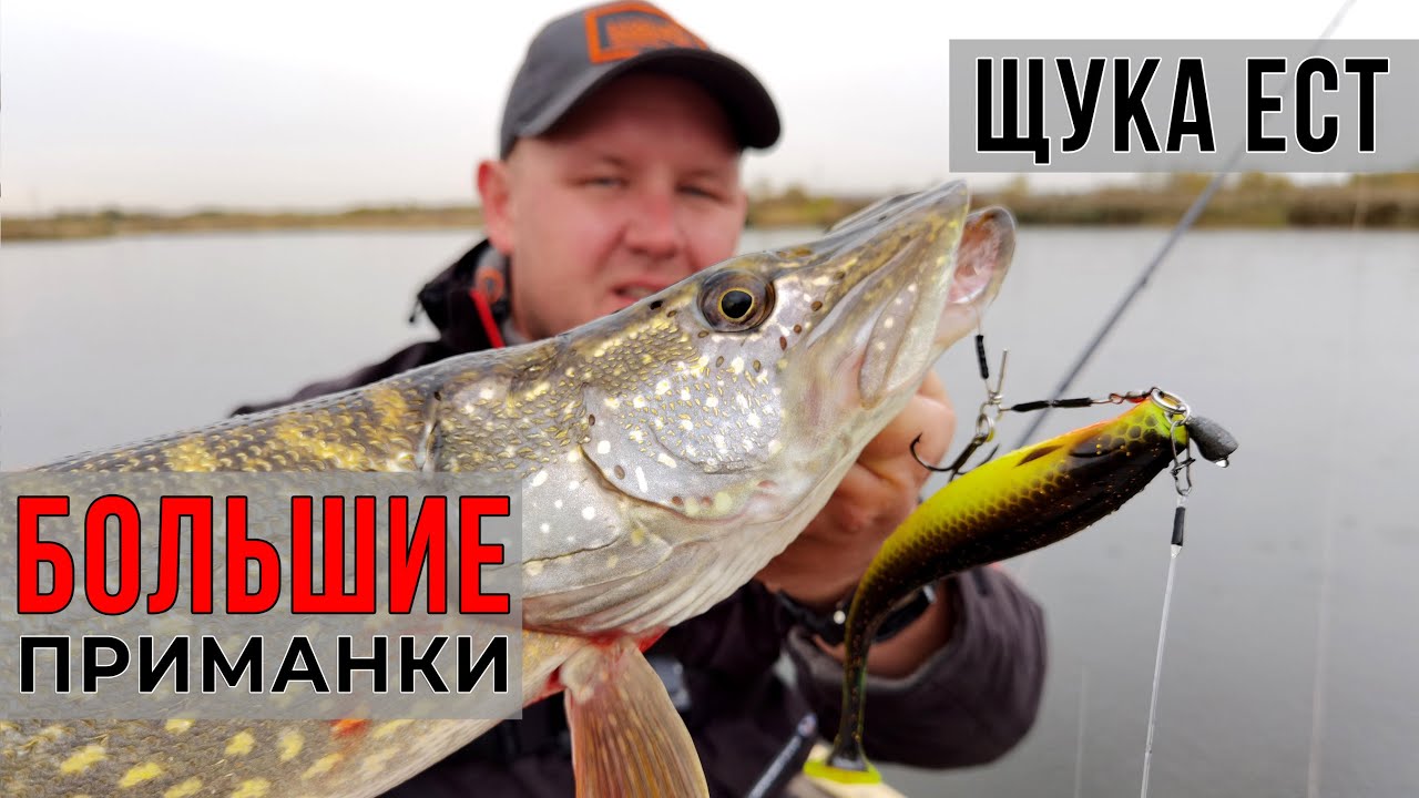 БОЛЬШИЕ ПРИМАНКИ на осеннем торфянике / Рыбалка в Подмосковье!