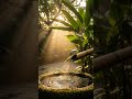 Forest Rain Bliss for Instant Calm, Stress Relief Shorts, Find Your Zen Now