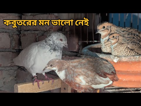 বাসায় নতুন পোষা প্রাণী নিয়ে আসলাম 