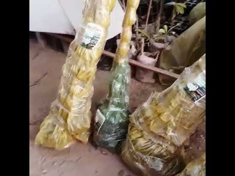 نمونه بسته های ارسالی 09145530336 به سراسر کشور در میاندواب نهال رجبی