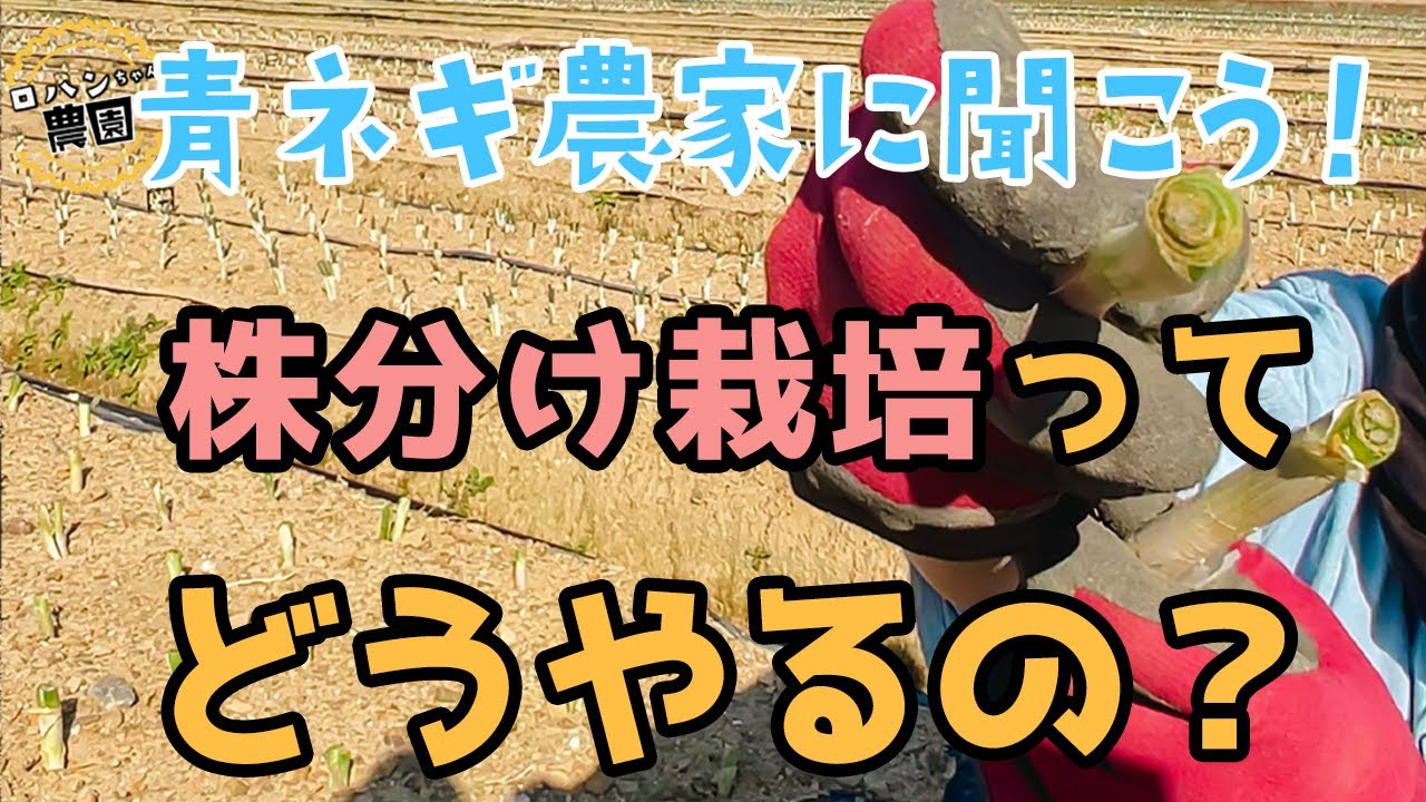 青ネギ農家の株分け栽培　苗作り・定植作業どうやるの？これって無限ねぎ？？