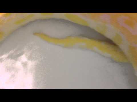 Burmese python (buttercup) taking a bath
