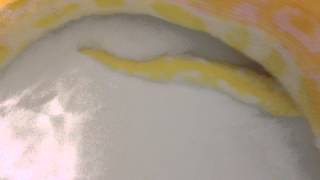 Burmese python (buttercup) taking a bath