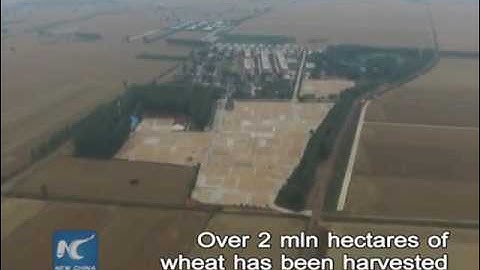 Thu hoạch lúa mì mùa hè ở Trung Quốc