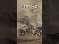 The Thunder Herd | Blue Wildebeest Lesser-Known Facts | S1 002